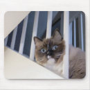 Search for rag doll electronics Cat