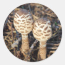 Search for common stickers Wildlife
