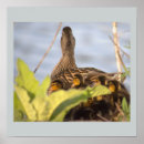 Search for ducklings Birds
