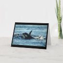 Search for orcas cards Dolphin