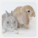 Search for dwarf stickers Cute
