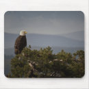 Search for bald mousepads Bird