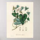 Search for convolvulus Botany
