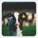 Search for friesian stickers Cattle