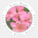 Search for pink geranium Flowers