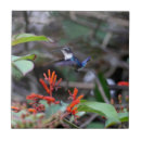 Search for hummingbird tiles Exotic