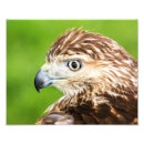 Search for red tail hawk art Wildlife