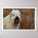 Search for softness posters Dog