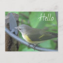 Search for warbler photography Yellow