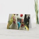 Search for antique chickens cards Red