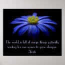 Search for african daisy art Flower