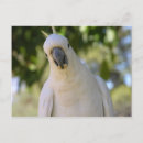 Search for sulphur postcards Parrot
