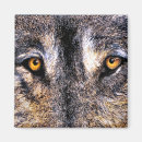 Search for wild wolves magnets Watercolor