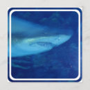 Search for great white shark invitations Sharks