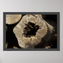 Search for tree stump posters Nature