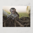 Search for game reserve postcards Kenya