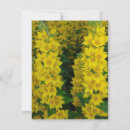 Search for perennials cards Flowers
