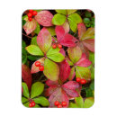 Search for creep magnets Autumn