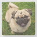 Search for pug coasters Animal