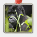 Search for the black forest christmas tree decorations Wildlife