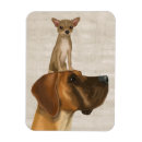 Search for great dane magnets Chihuahua