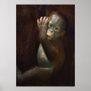Search for ape pics posters Orangutan