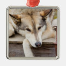 Search for dog sled christmas tree decorations Animal