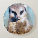 Search for meerkat cushions Cute