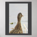 Search for mallard duck painting posters Wildlife