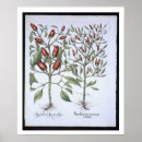 Search for chilli posters Pepper