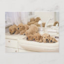 Search for bathroom postcards Dog