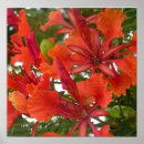 Search for poinciana posters Flower