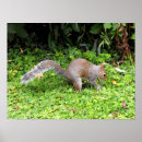 Search for gray squirrel posters Rodent