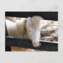 Search for equine image postcards White