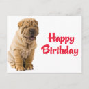 Search for chinese shar pei postcards Happy birthday