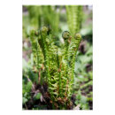 Search for fern posters Flowers