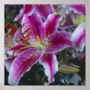 Search for stargazer lily posters Photography
