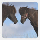 Search for icelandic horse stickers Outdoors