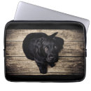 Search for big dogs electronics Black dog