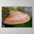Search for bracket posters Fungus