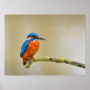 Search for kingfisher posters Nature
