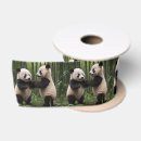 Search for bamboo ribbon Forest