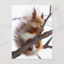 Search for red squirrel postcards Animal