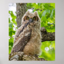 Search for fuzzy posters Chick