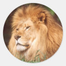 Search for male lion stickers Animal