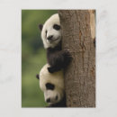 Search for giant sympathy cards Gansu province