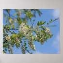 Search for locust posters Tree