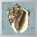 Search for shading art Seashell