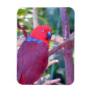 Search for eclectus parrot Parrots