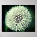 Search for blowball posters Mother